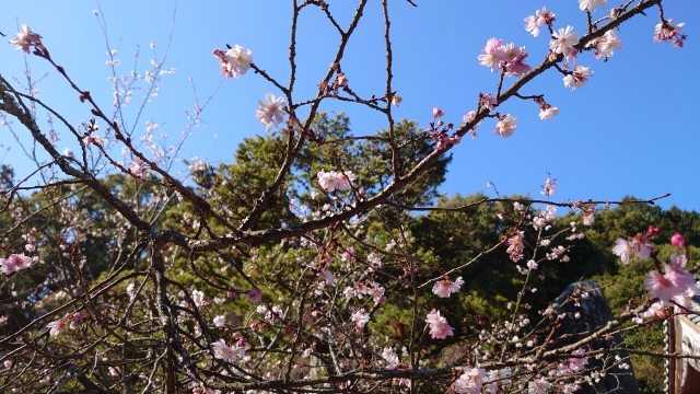 四季桜