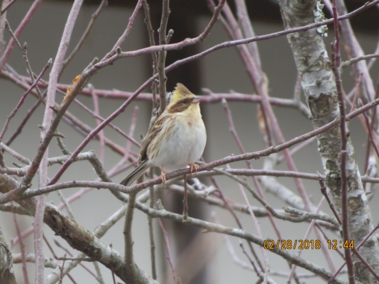 この日は真面目に歩き、鳥さんの写真がイマイチなので、前日分でミヤマホオジロのメスです。喉と頭部分がうっすらと黄色いです。