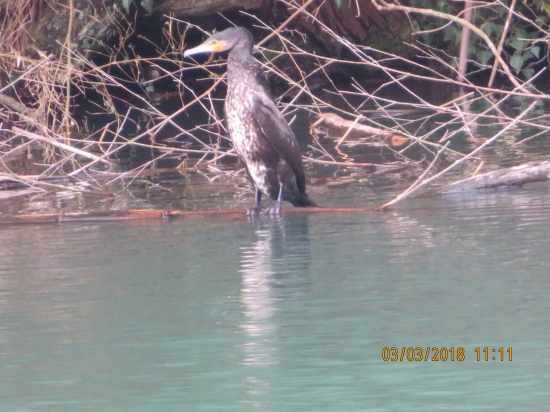 歯長峠のふもとの池におりました。カワウの幼鳥だそうですが、お腹が白くてまだらなのは初めて見ました。