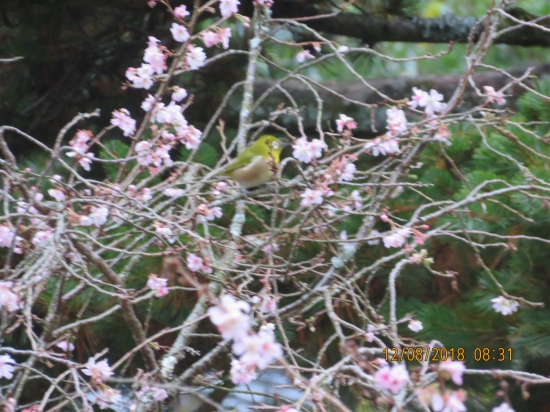 三角寺境内で冬桜が咲いていました。メジロもいてました。