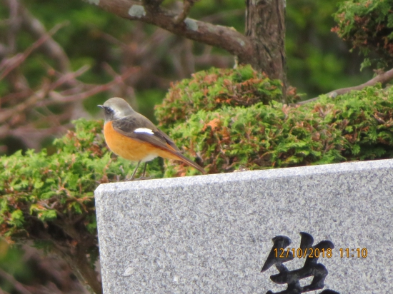 2番明王院の入り口にいたジョウビタキのオスです。人懐っこい鳥で、よく出会います。