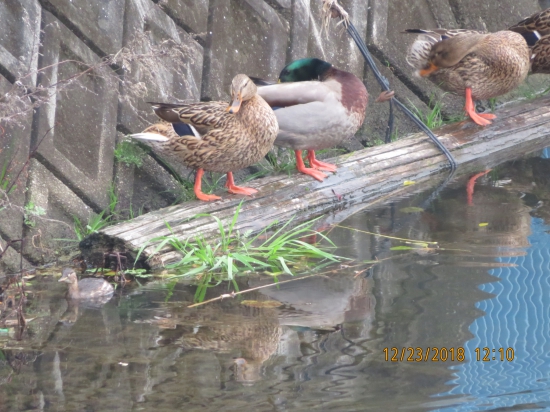 甲山寺前の小川で、マガモの左手にカイツブリがひょっこり姿を見せています。