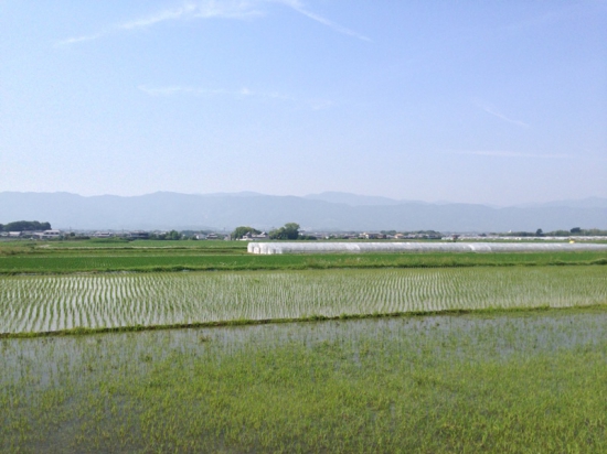 9番札所へ行く遍路道。今回のお遍路は、こういう田んぼ・山・青空の景色にとっても癒されました！