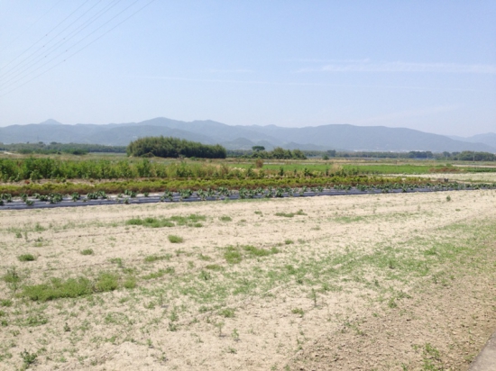 吉野川・川島橋を渡る前の遍路道。30分くらい続くこの景色に、癒されました！