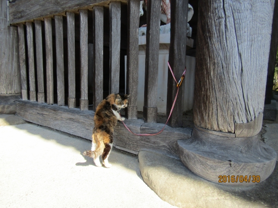 二ヤンダ、中に入れないのか（=・ω・=）にゃ～?