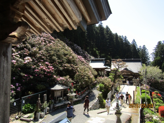 横峰寺、見ごろだったようで、綺麗でした。