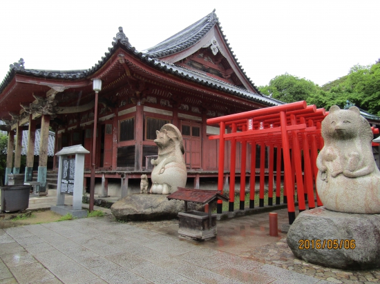 屋島寺本堂、鳥居の先にも沢山狸が居る。