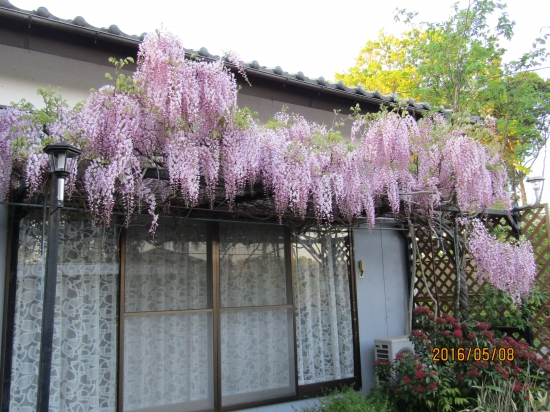 帰宅してみると、咲始めだった藤が゛満開になっていた(*ﾟvﾟ*)