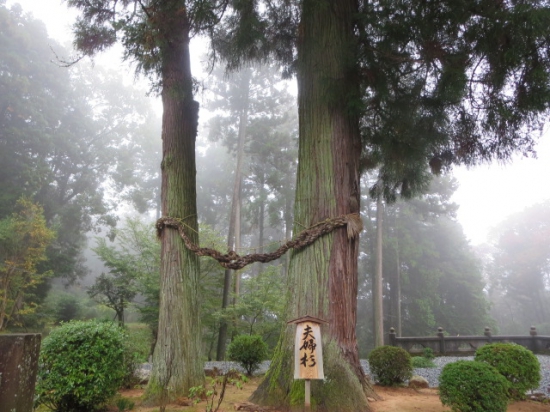 夫婦杉