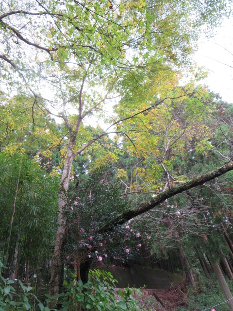 三度栗　・・「７回花が咲き３回実をつける」と言われている。～場所は、境内裏手に土佐黒潮鉄道の線路が有り　そこの手前の山に有った。