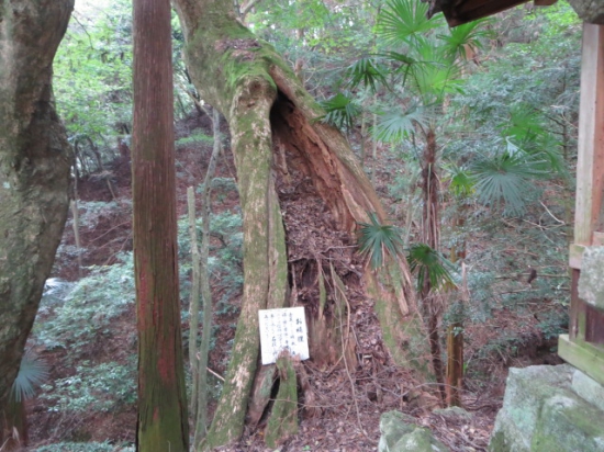 お楠狸　・・古来よりこの楠の木に夫婦の狸が居住し寺男に化けては信仰心深き人に手を添えて石段を押して上げたという。