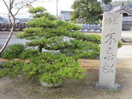 不忘の松　３代目