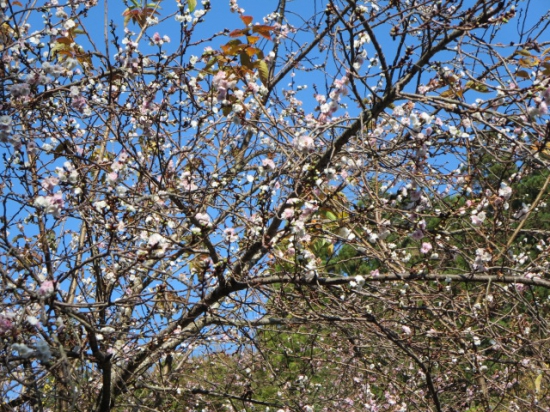 １０月桜がきれい