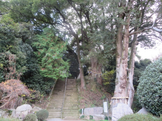 石段脇　樹齢１２００年というカヤと楠の木・・弘法大師が植えたとされている。