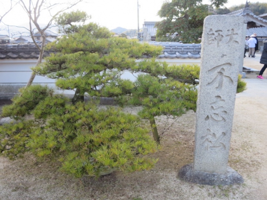 泰山寺・・不忘の松　~（白皮松）今回は、葉が３本分かれているのが特徴と予習してたので、まじまじと観察しました。なるほど～３本有る。