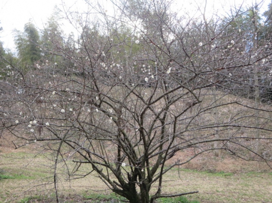 いい匂いがする～って思ったら、梅の花?