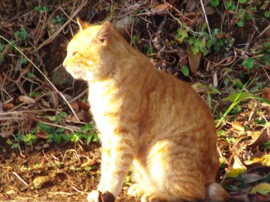 足摺岬に住んでいる猫さんです。