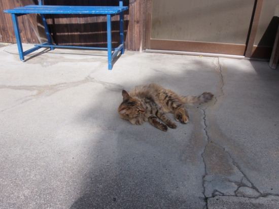 八坂寺で飼われている猫さん。