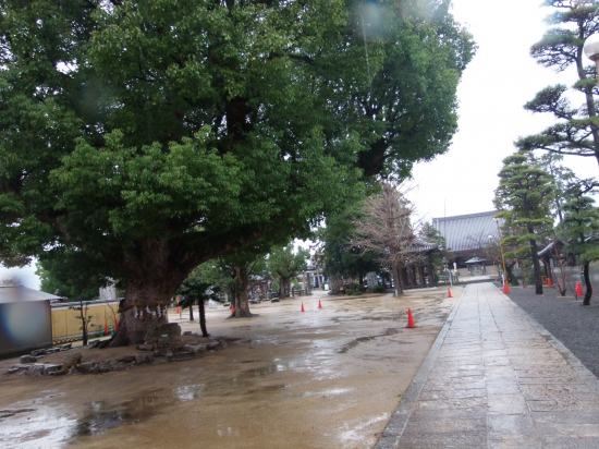 金倉寺は雨のためか偶然か？参拝客の姿は見当たりません。