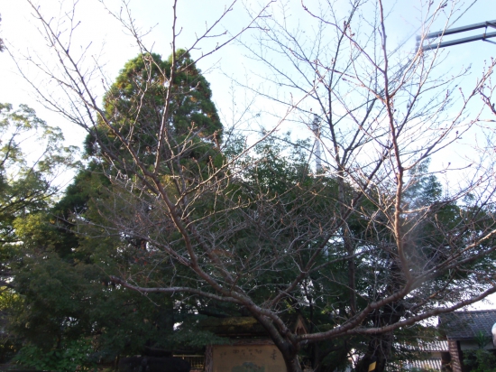 綺麗な色になる香園寺のもみじの木です。