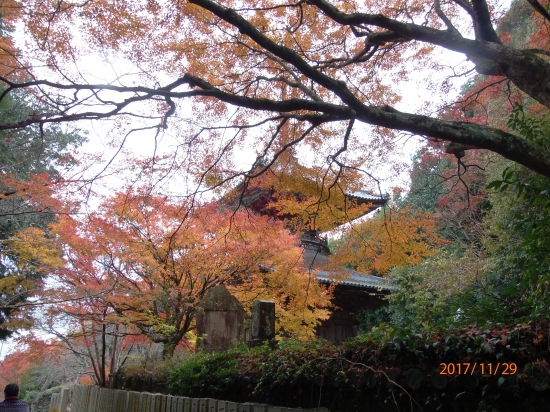 熊谷寺の紅葉ごしに多宝堂を見ました。