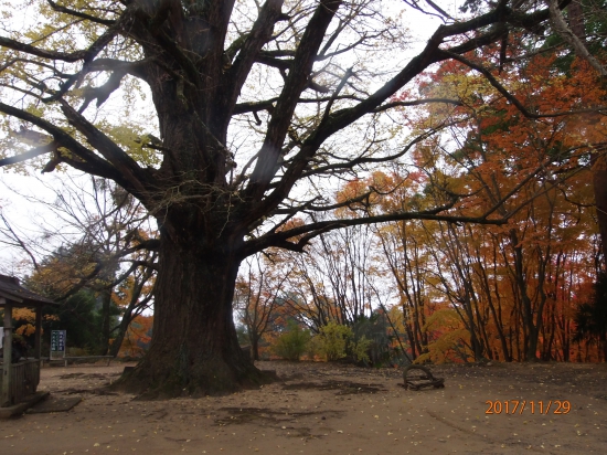 大山寺境内の銀杏の木。