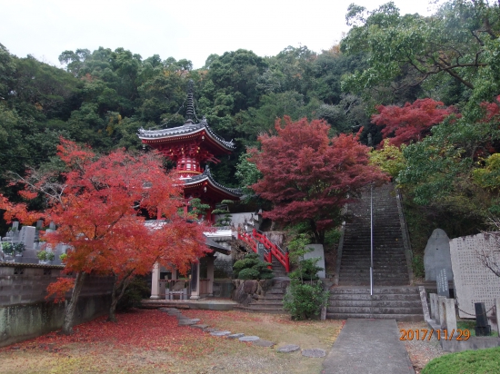 金泉寺境内、紅葉が盛りです。