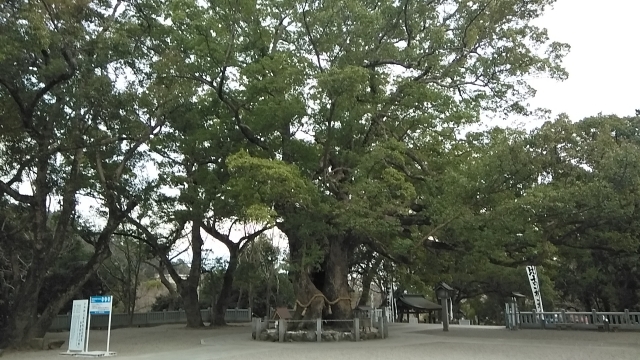 大麻比古神社御神木の大楠。