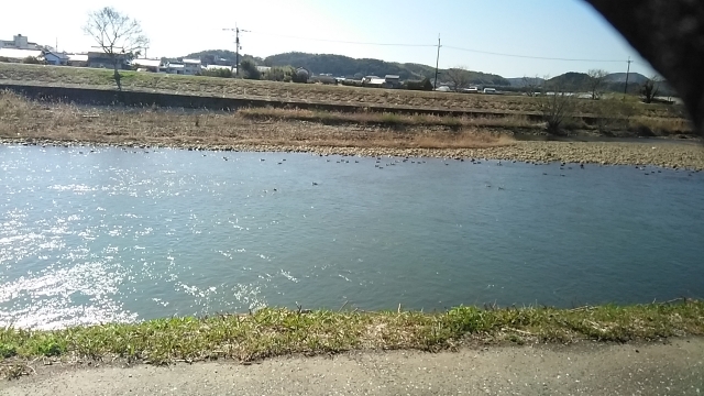 国分川には沢山の鴨がいました。
