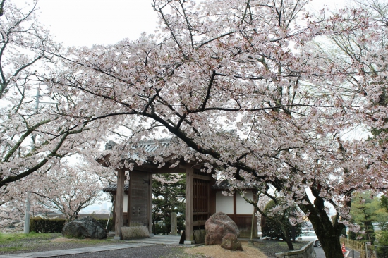 桜が満開 Nabeさんのお遍路道中記 四国八十八箇所 お遍路ポータル